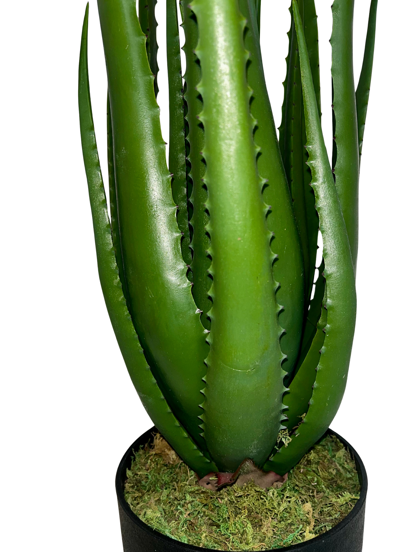 Aloe Hélène Grande