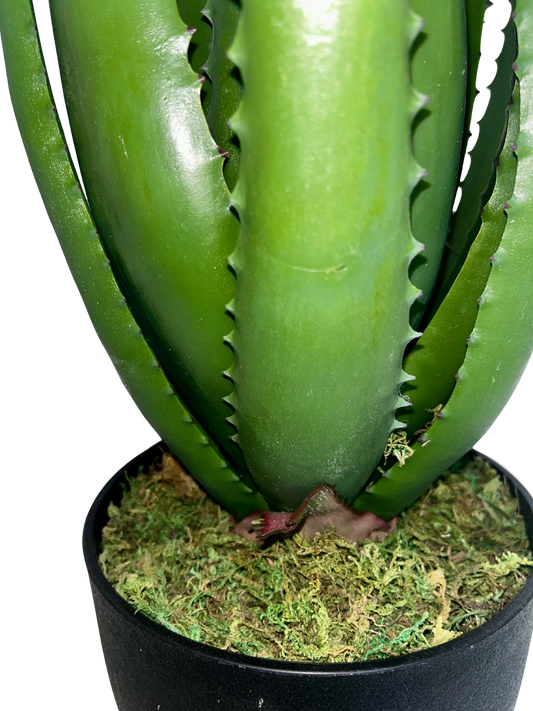 Aloe Hélène Grande