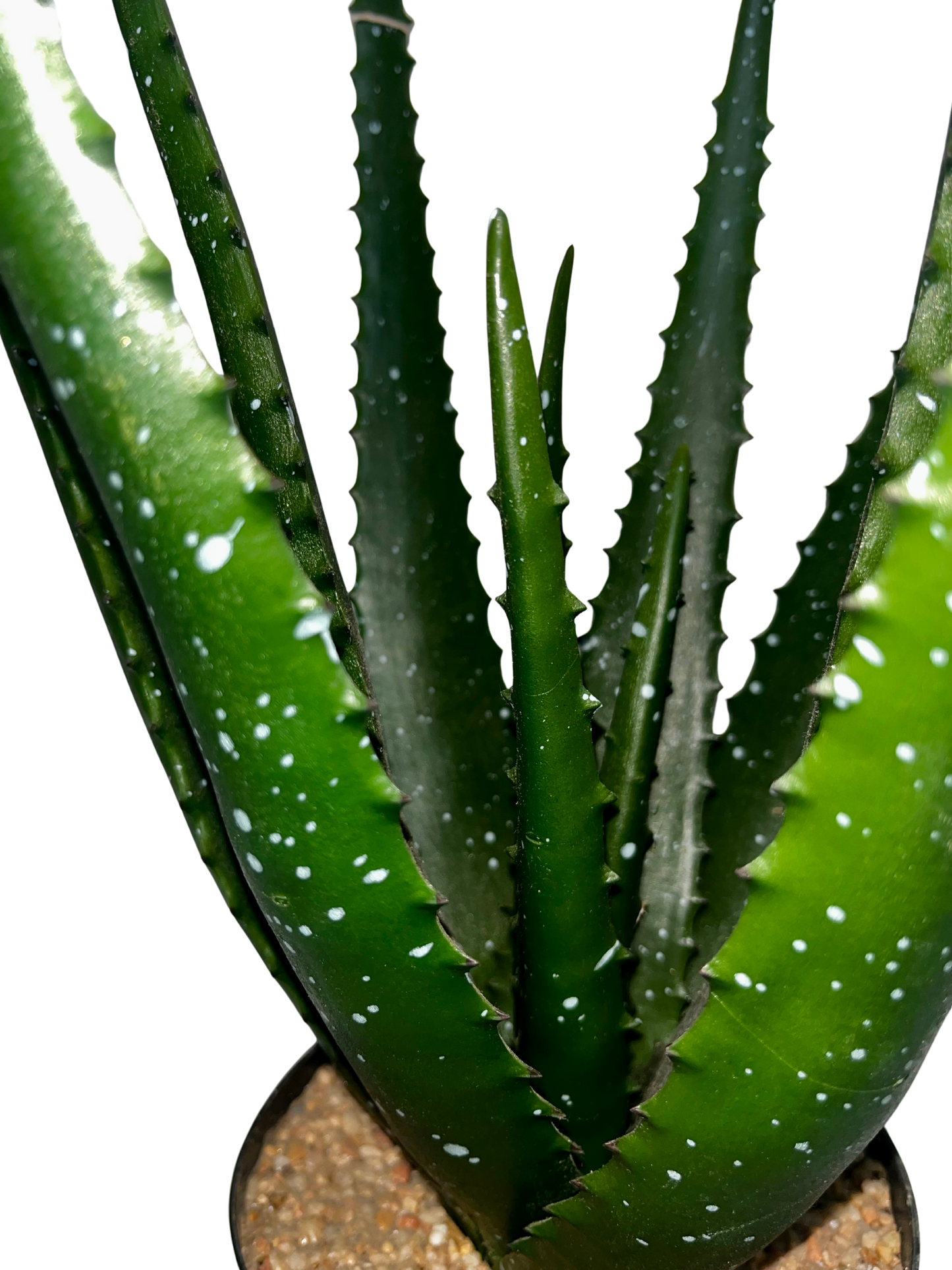 Aloe Aimee