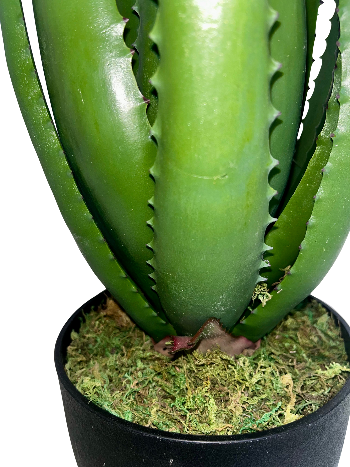 Aloe Hélène Grande