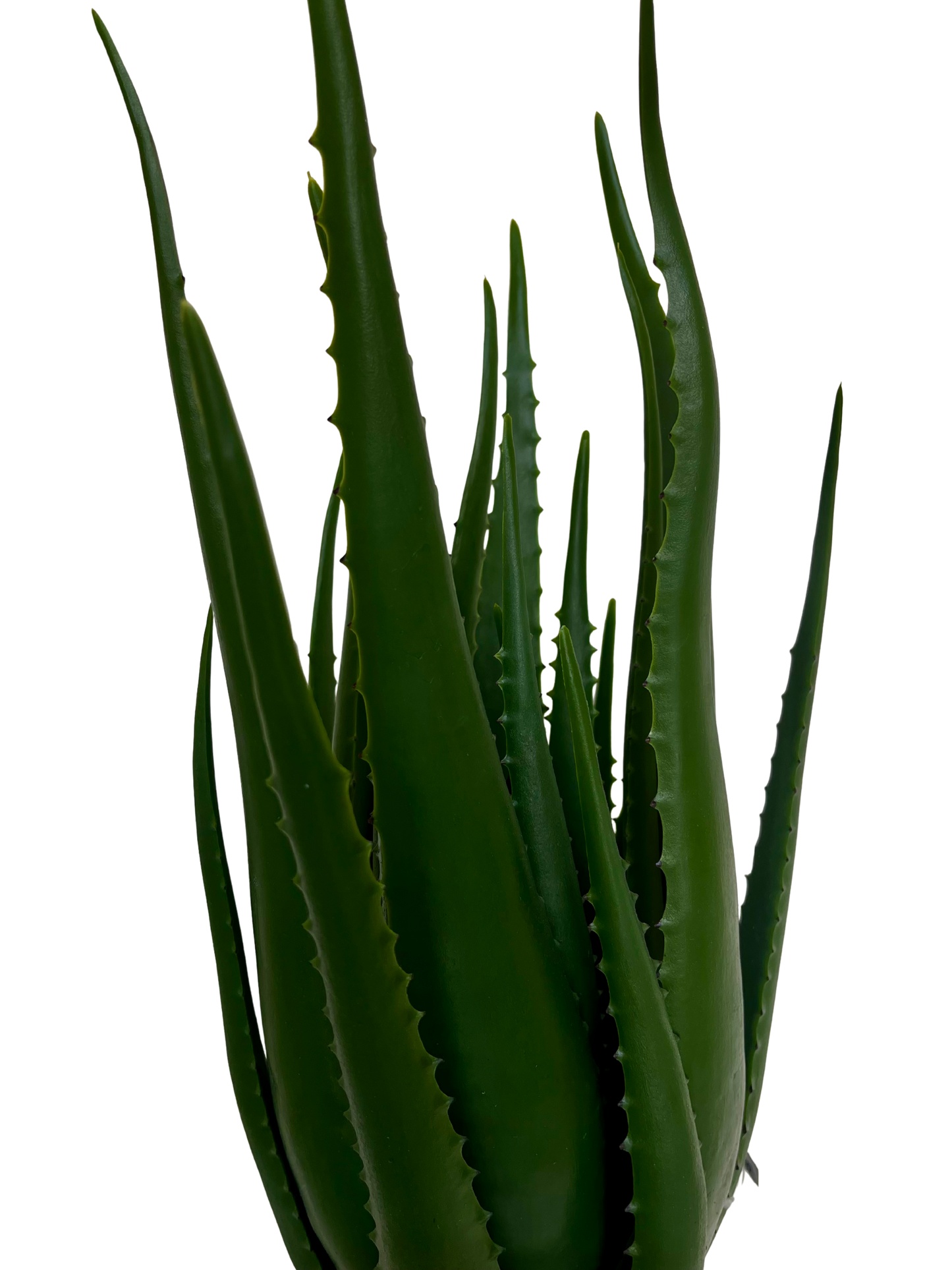 Aloe Hélène Grande