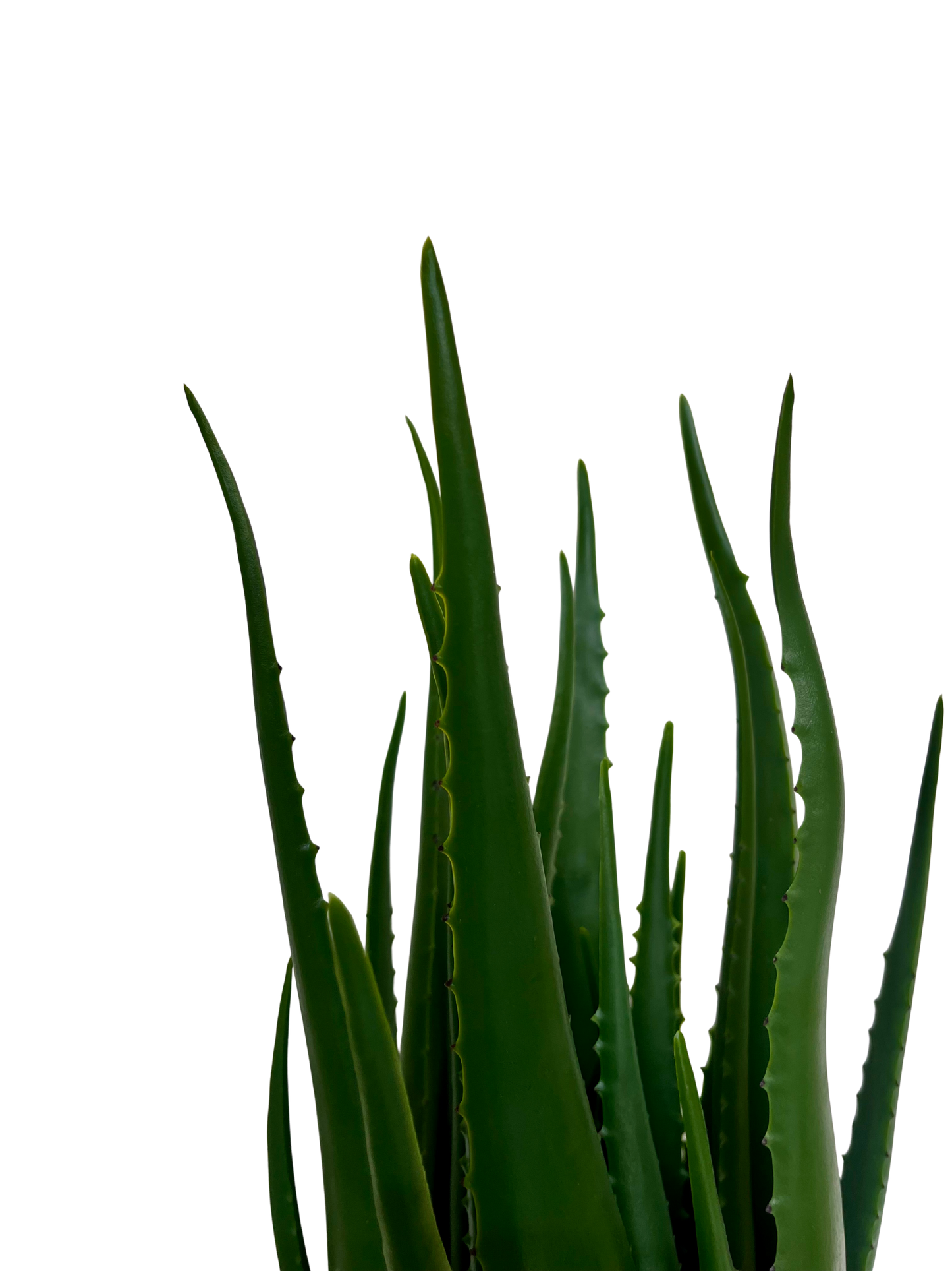 Aloe Hélène Grande