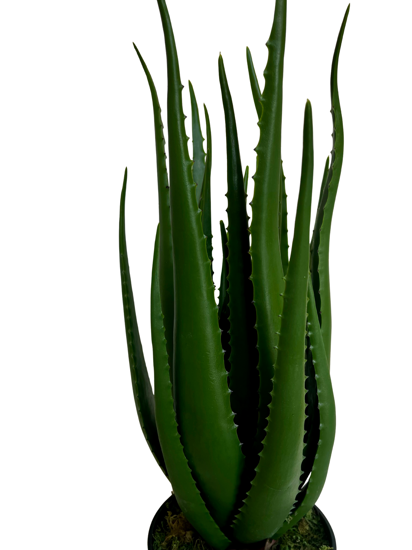 Aloe Hélène Grande