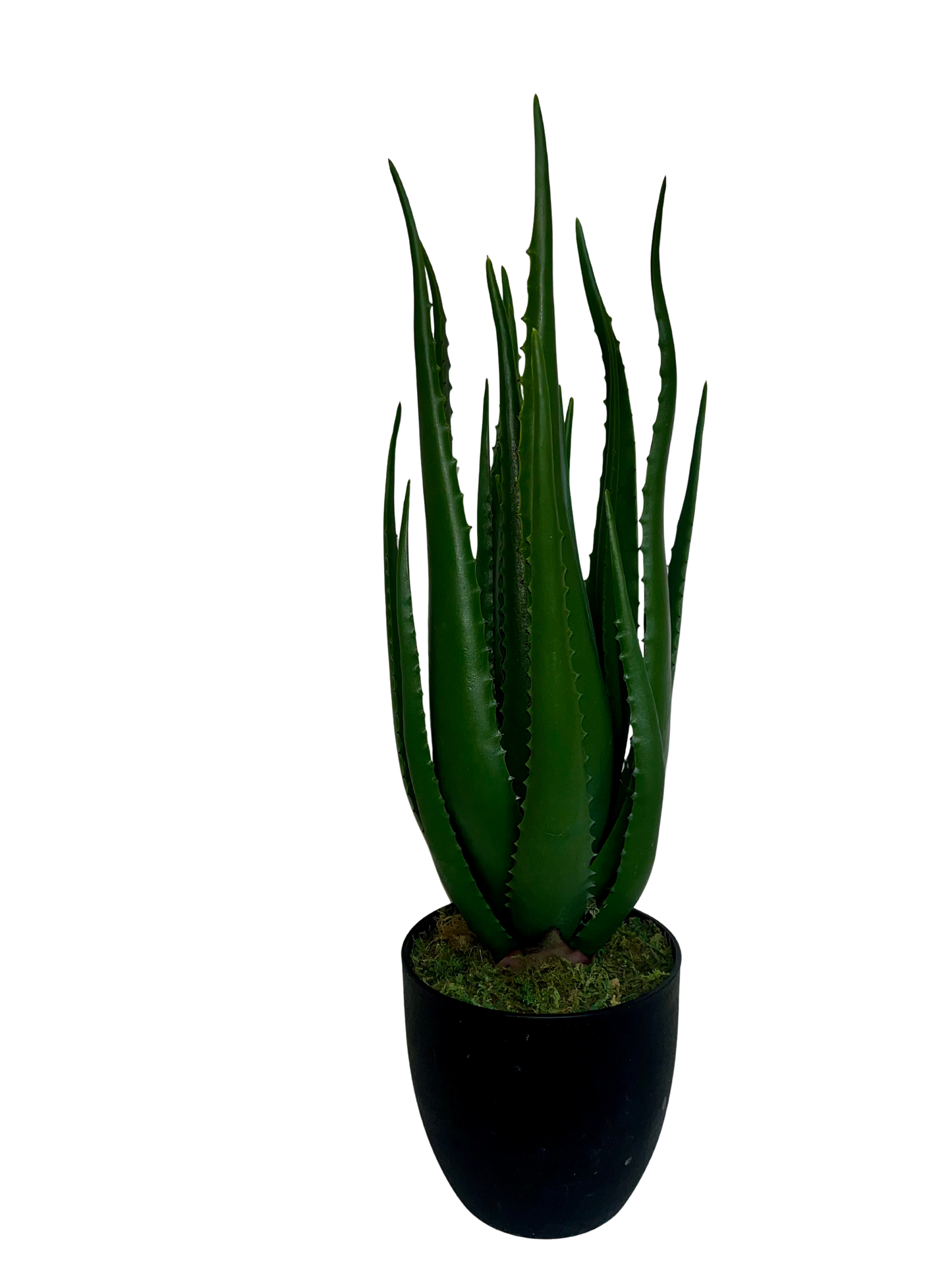 Aloe Hélène Grande