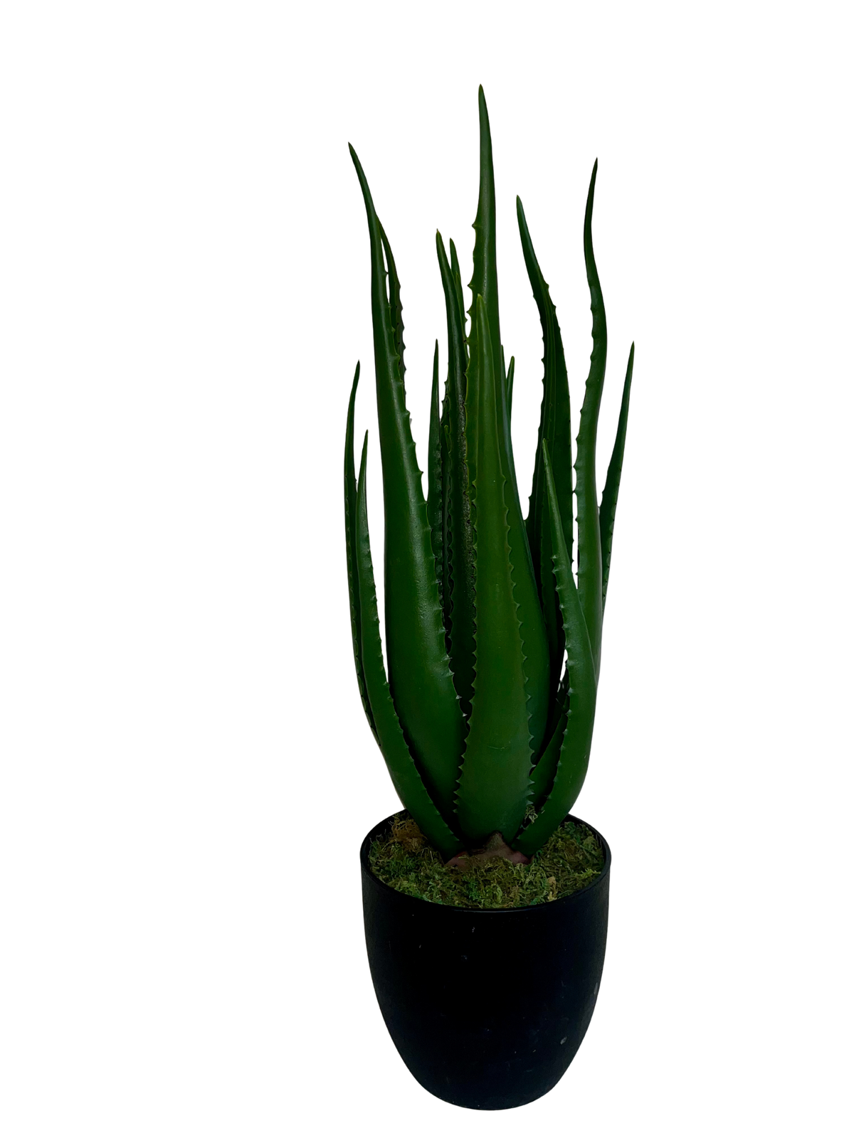 Aloe Hélène Grande