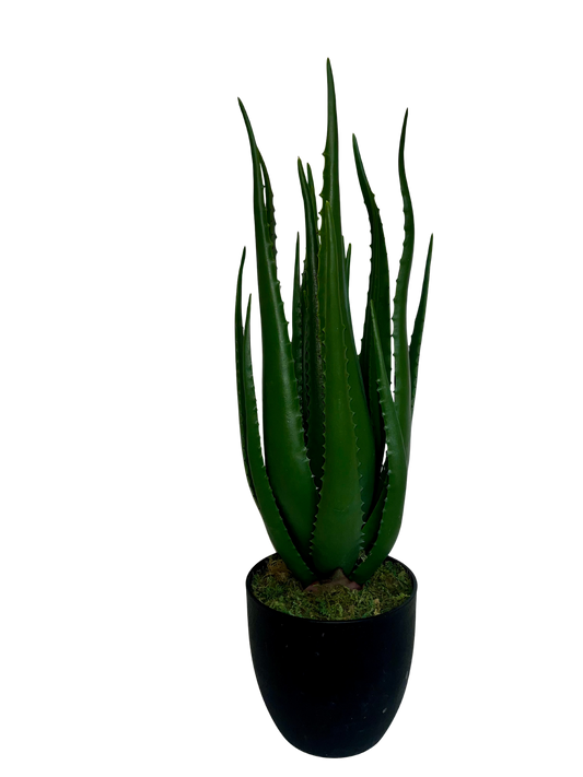 Aloe Hélène Grande