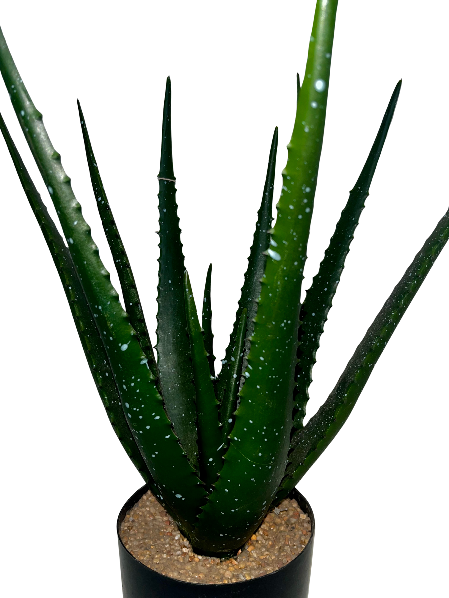 Aloe Aimee