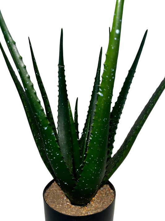 Aloe Aimee