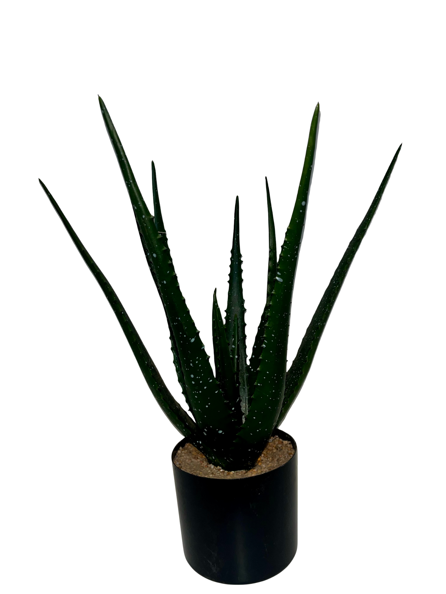Aloe Aimee