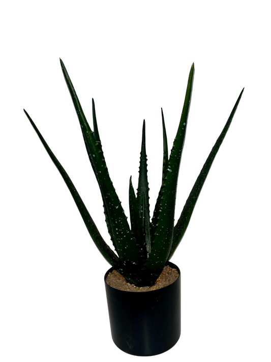 Aloe Aimee