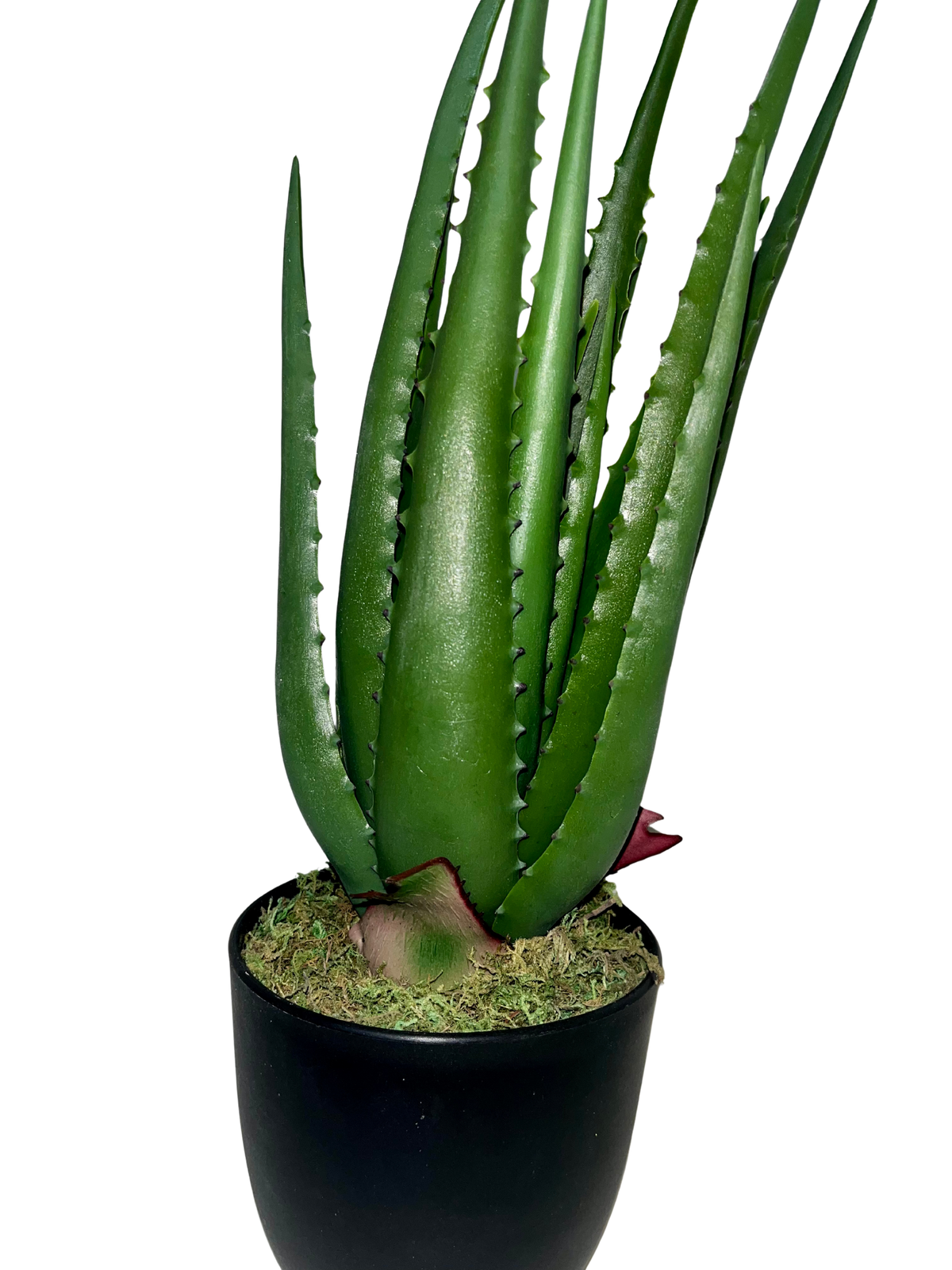 Aloe Hélène Piccola