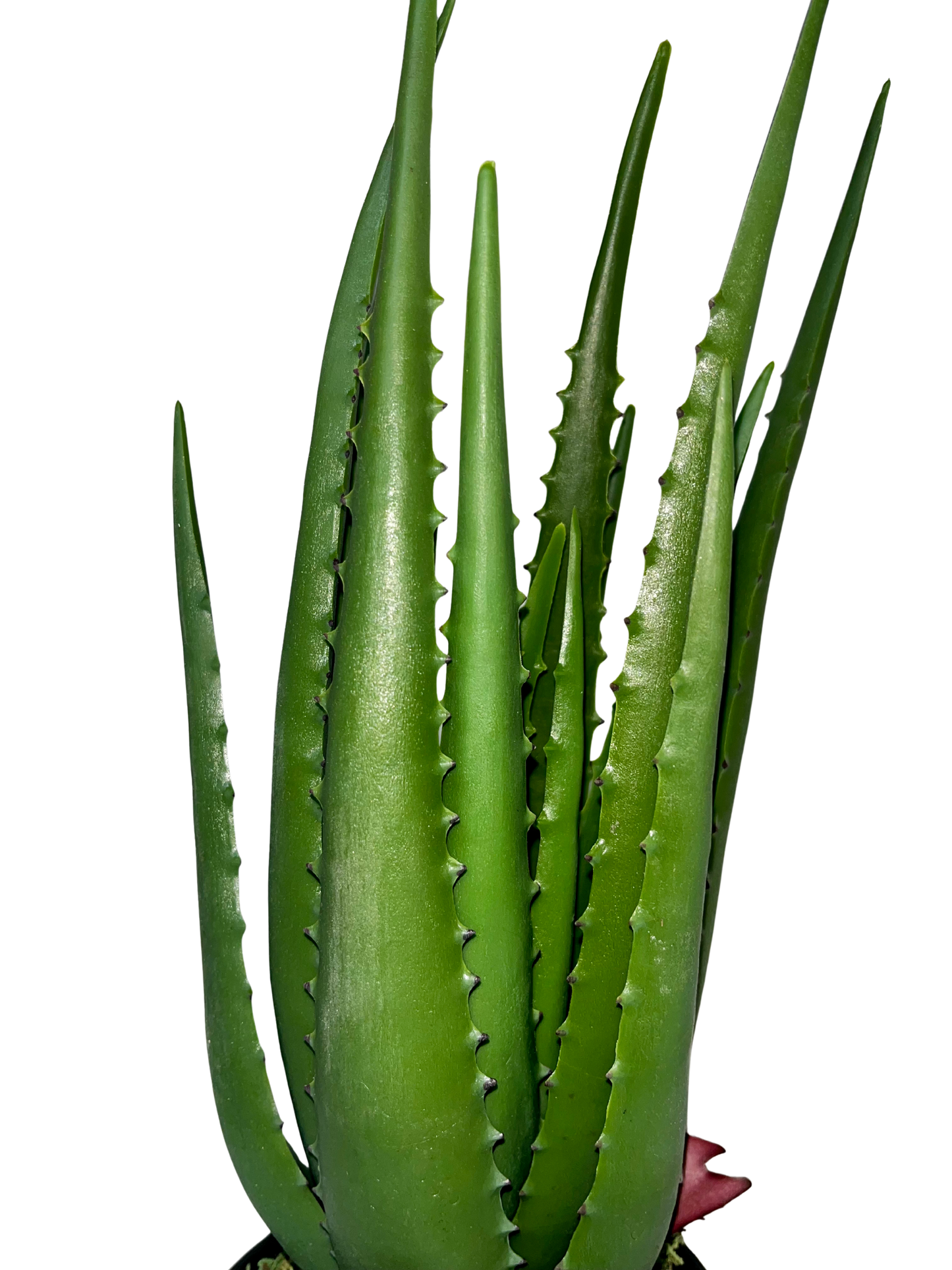 Aloe Hélène Piccola