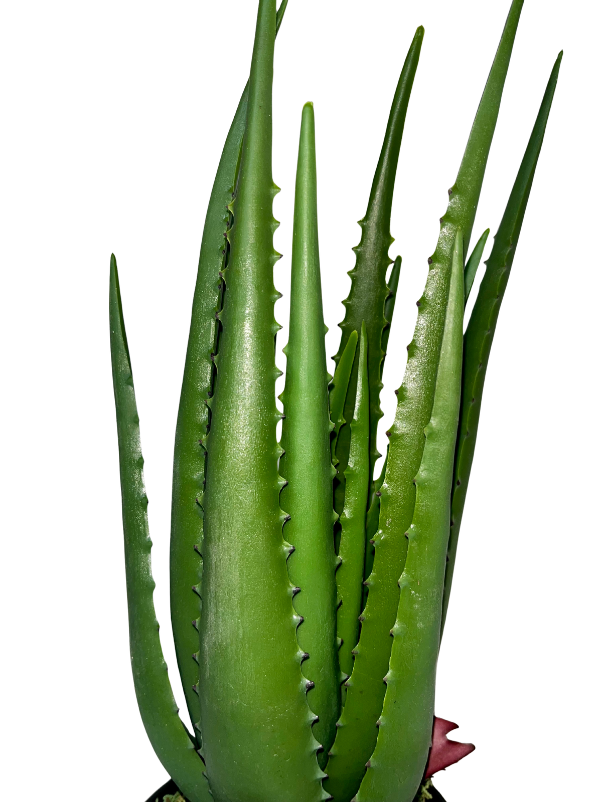 Aloe Hélène Piccola