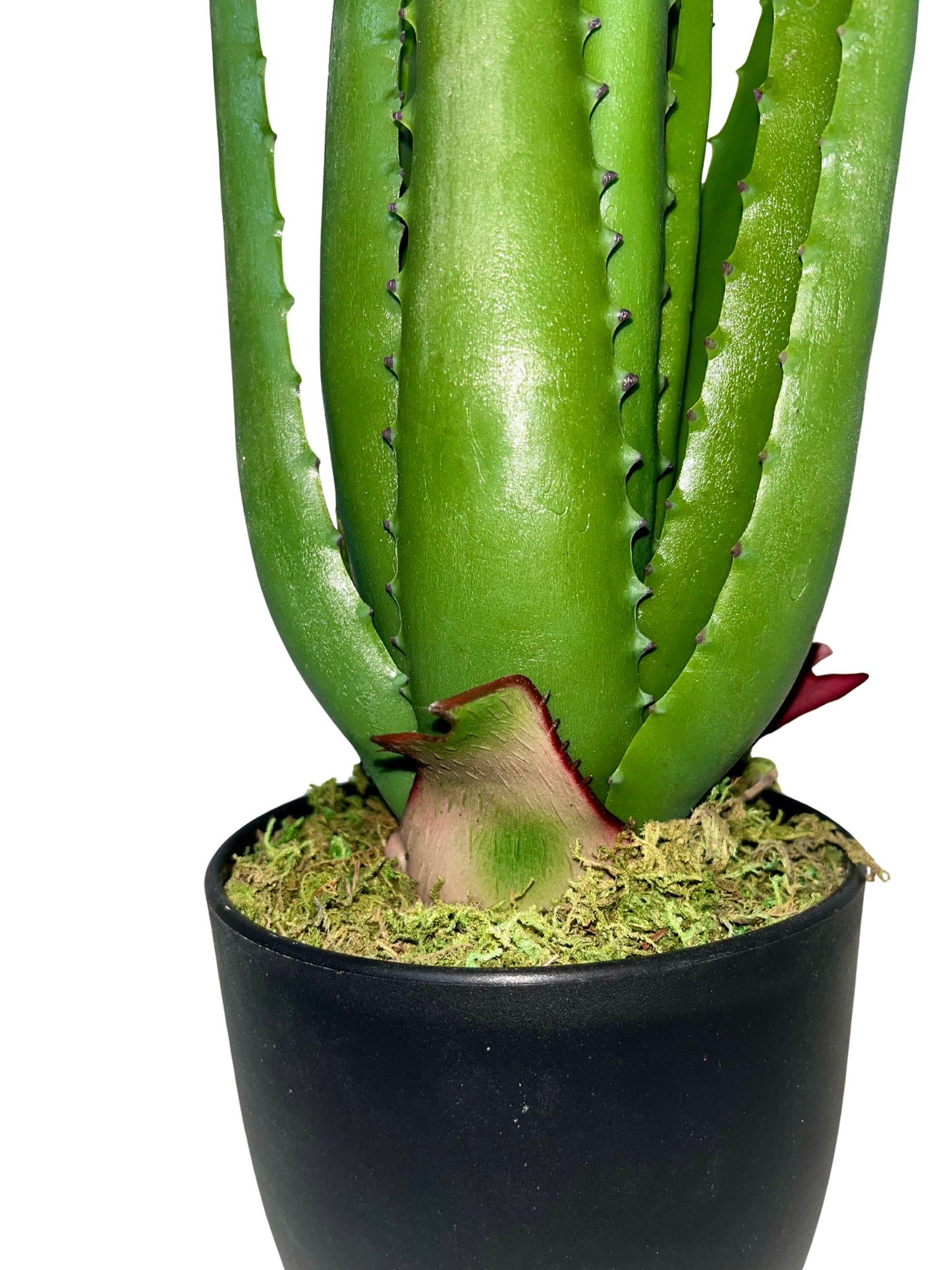 Aloe Hélène Piccola