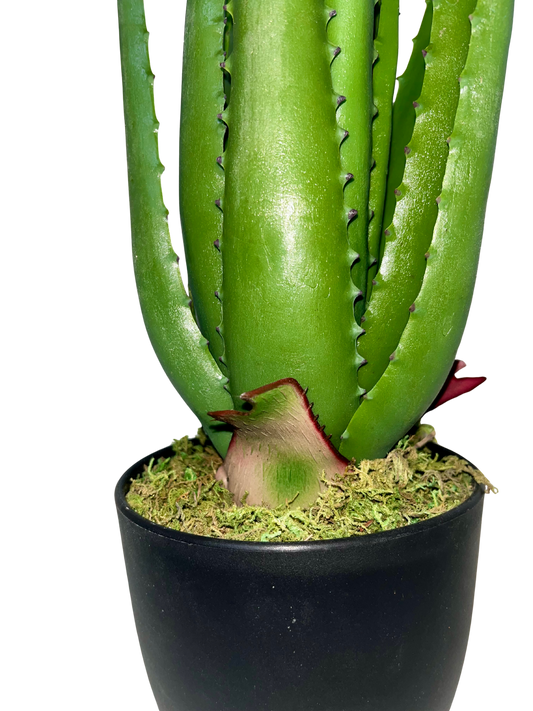 Aloe Hélène Piccola