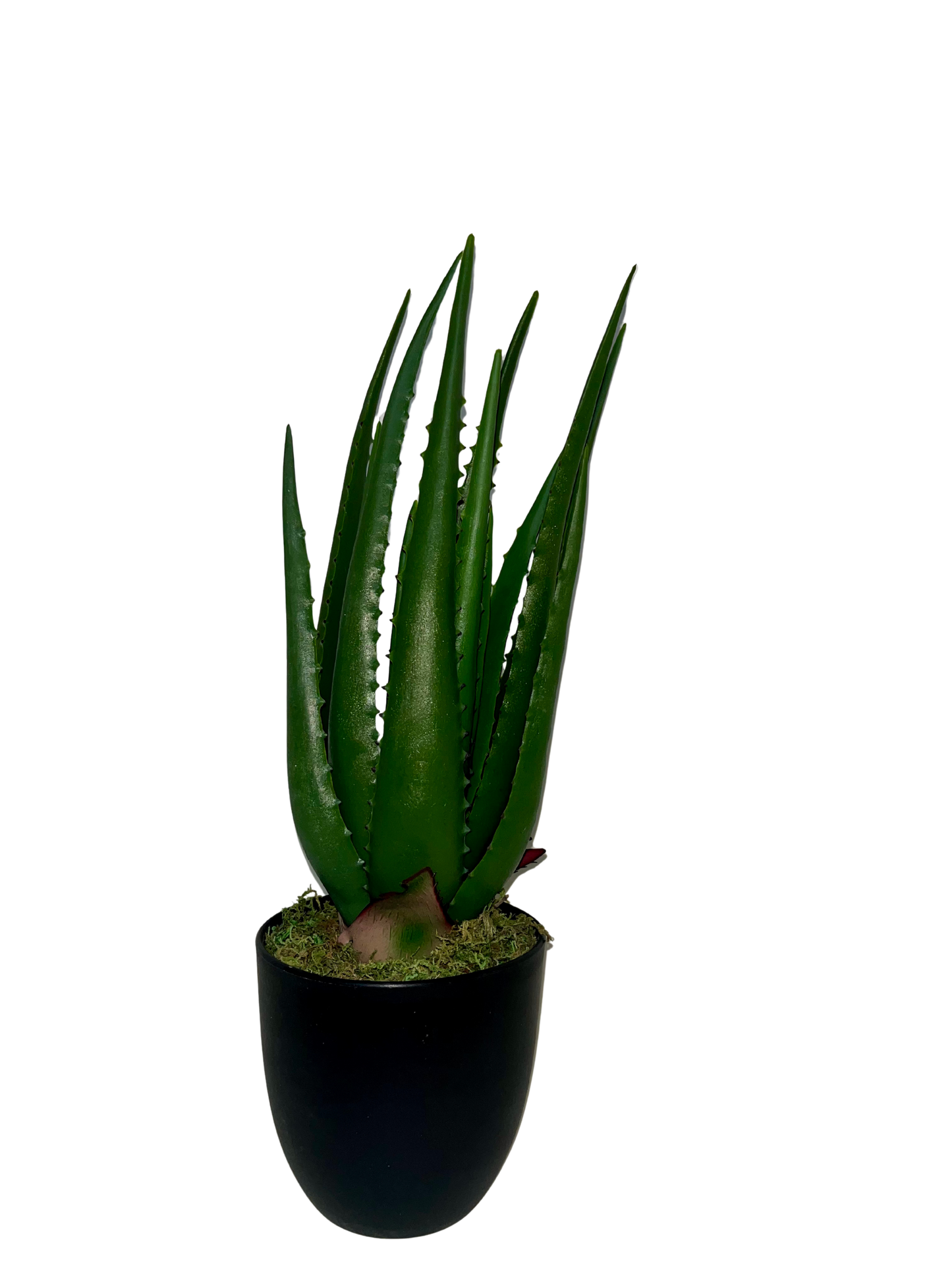 Aloe Hélène Piccola