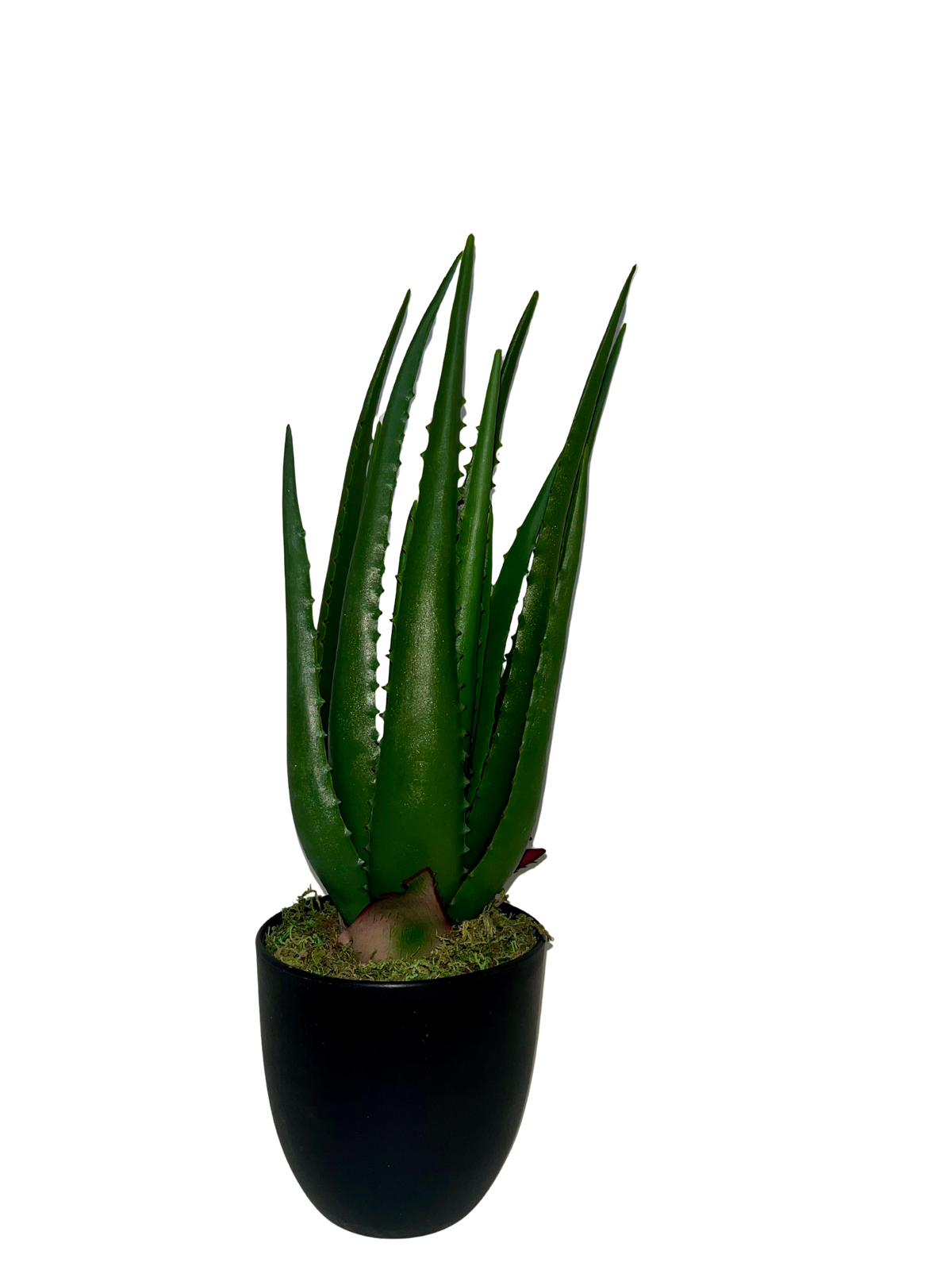 Aloe Hélène Piccola