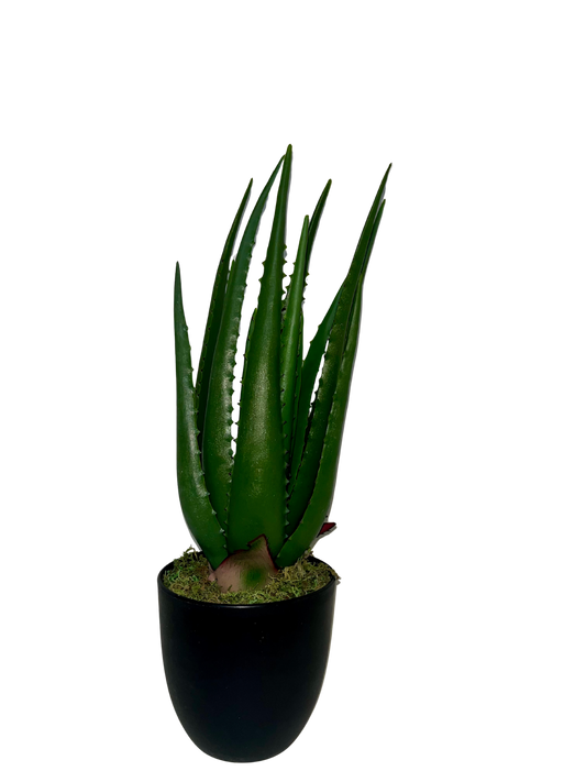 Aloe Hélène Piccola